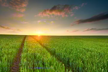 Sunset-illuminates-a-green-crop-field-000020440825_Large.jpg